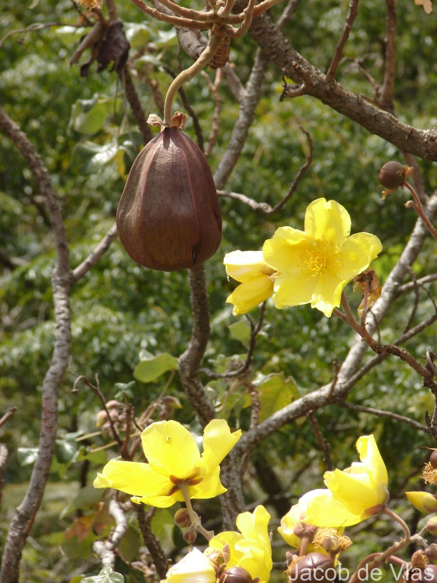 Cochlospermum religiosum (L.) Alston